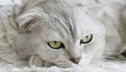 九游中国官网-加拿大队赛制评析：如何在团体赛制中调整战术迎接挑战，加拿大队名单